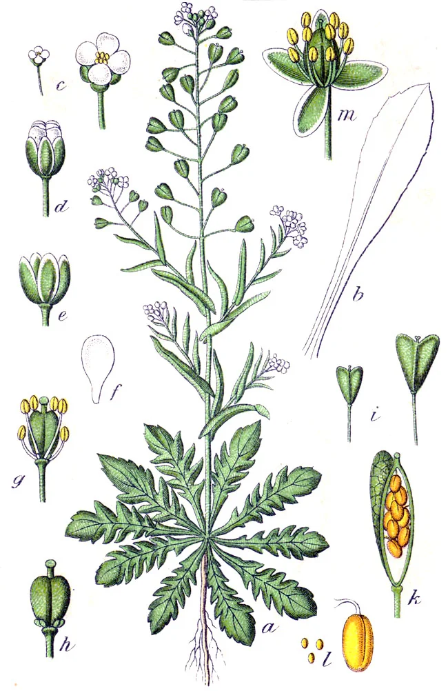 Botanická ilustrace kokošky pastuší tobolka s květy, listy a semeny