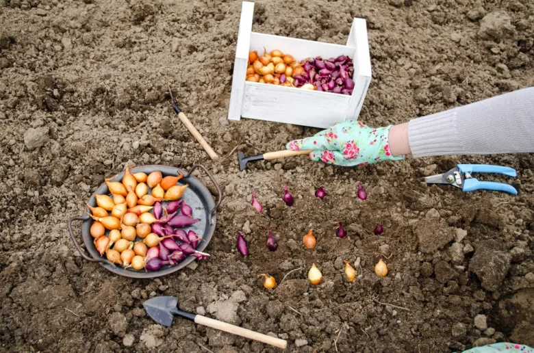 Sázení cibule do půdy s nástroji a košíky plnými česneku
