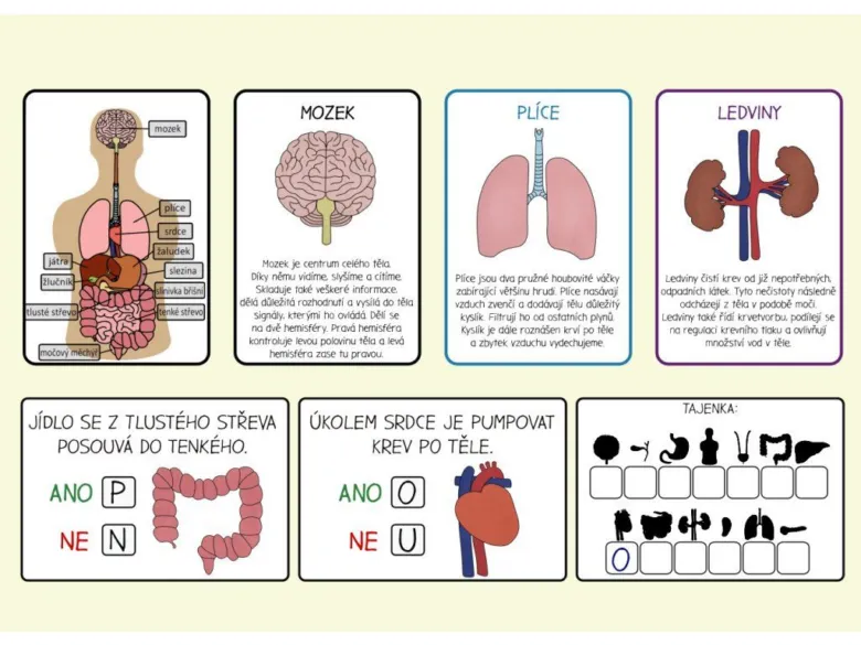 Ilustrace lidských orgánů s popisky a vysvětlením jejich funkcí