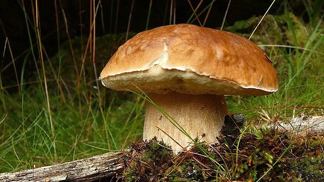 Houba v lese mezi trávou a mechom
