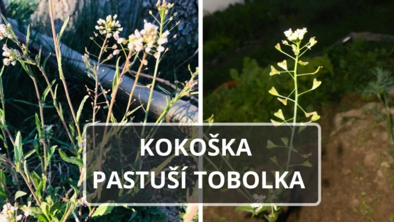Kokoška pastuší tobolka s bílými květy v přírodě