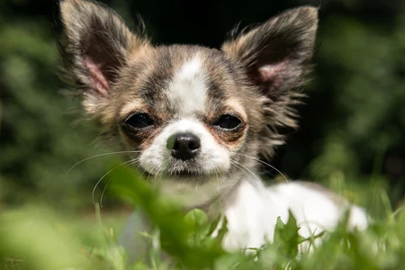 Malý pes Chihuahua v trávě, zblízka