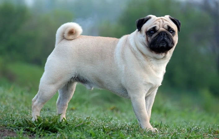 Mops stojí na trávě, zdravý a dobře udržovaný