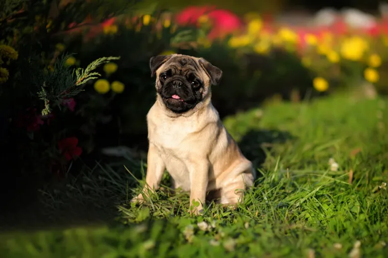 Mops sedící na trávě v zahradě s květinami