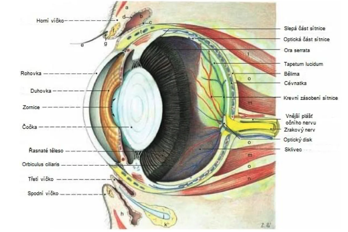 Anatomie psího oka s označenými částmi jako rohovka, duhovka a sítnice