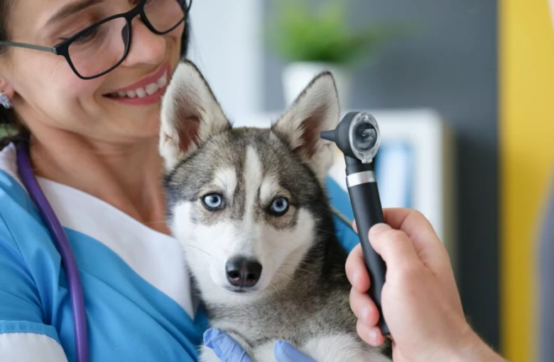 Veterinářka vyšetřuje ucho psa pomocí otoskopu
