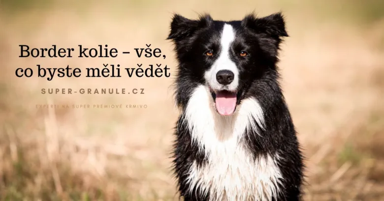 Štěně border kolie na louce, šťastné a aktivní