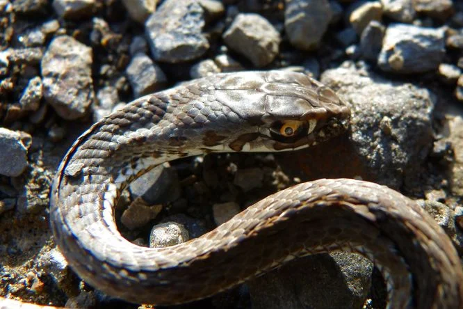 Hladká užovka na kamenitém podkladu