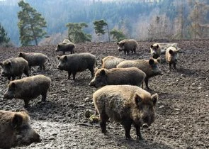 Stádo divokých prasat na otevřeném prostranství