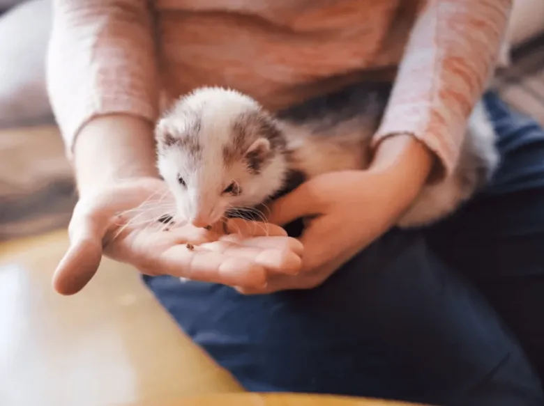 Osoba krmi domácí fretku z dlaně