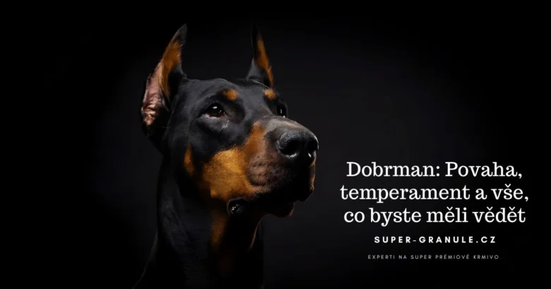 Portrét Dobrmanského psa s černou srstí a hnědými znaky