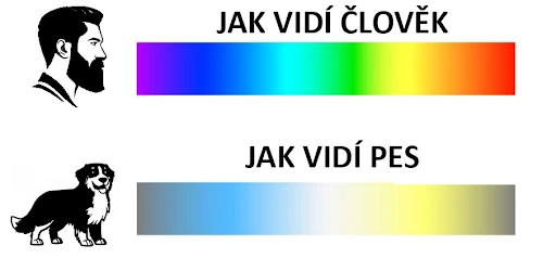Porovnání vidění člověka a psa – barevný spektrum vs. šedivé odstíny