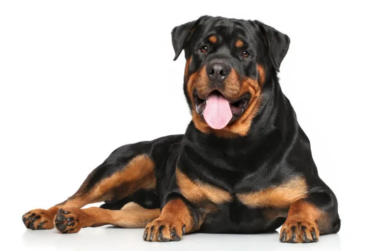 Rottweiler ležící na bílém pozadí s vyplazeným jazykem