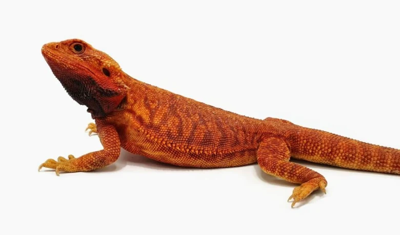 Oranžový agama trpasličí na bílém pozadí