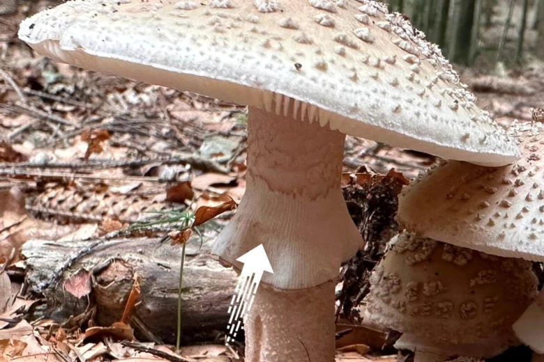 Muchomůrka růžovka v lese s detailním záběrem na klobouk a nohu