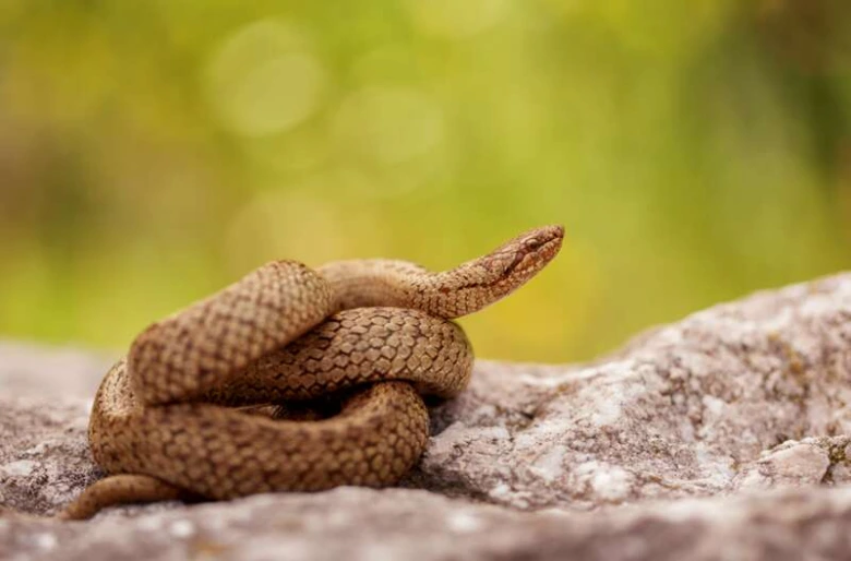 Užovka hladká na skále v přírodě