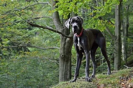 Velký černý pes, pravděpodobně německý dog, stojí v lese