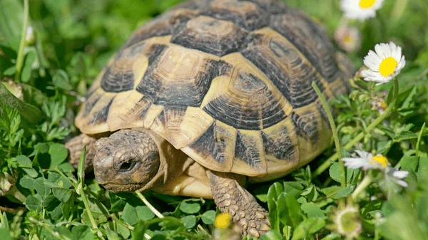 Želva zelenavá v trávě s květy