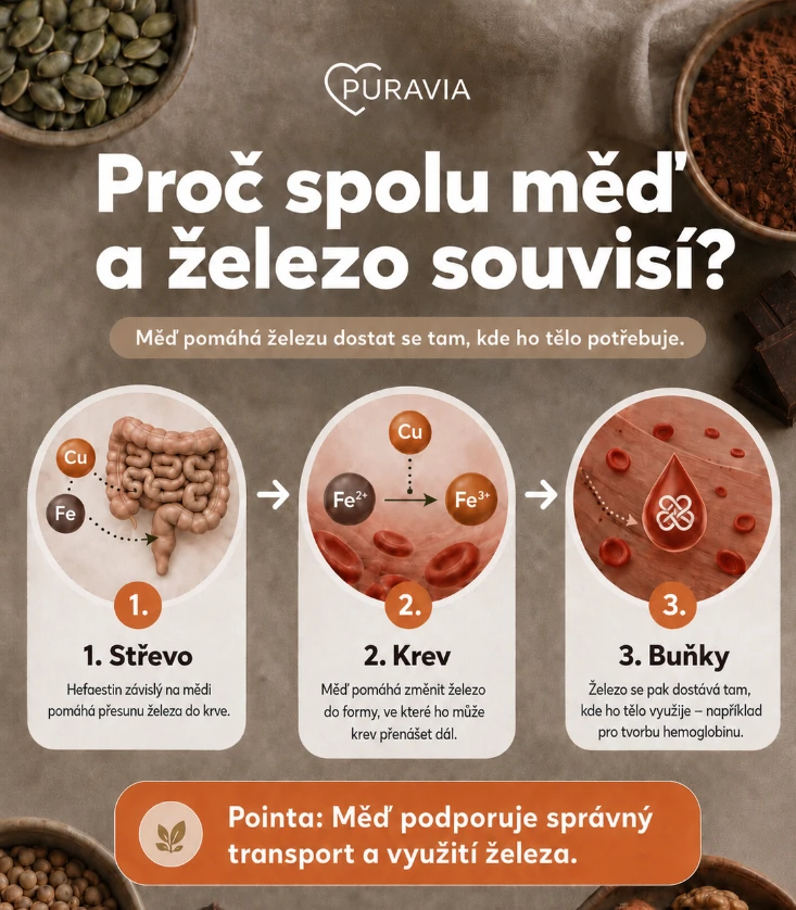 Infografika o vztahu mezi mědí a železem ve těle
