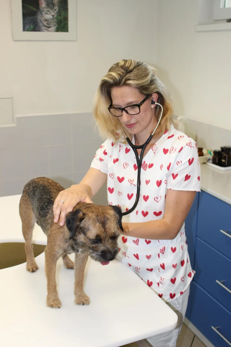 Veterinářka vyšetřuje psa stetoskopem u srdce