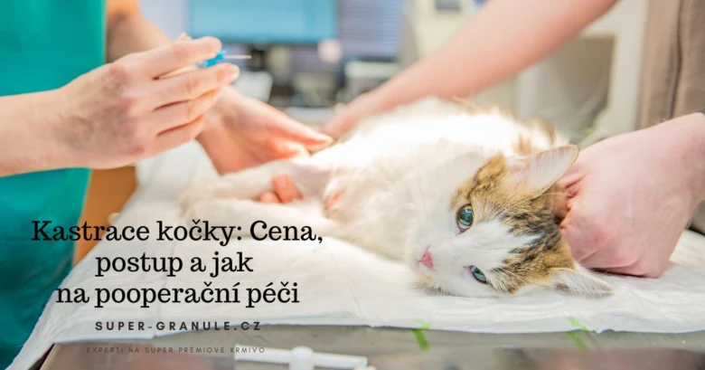 Kočka leží na stole v veterinární ordinaci před kastrací.