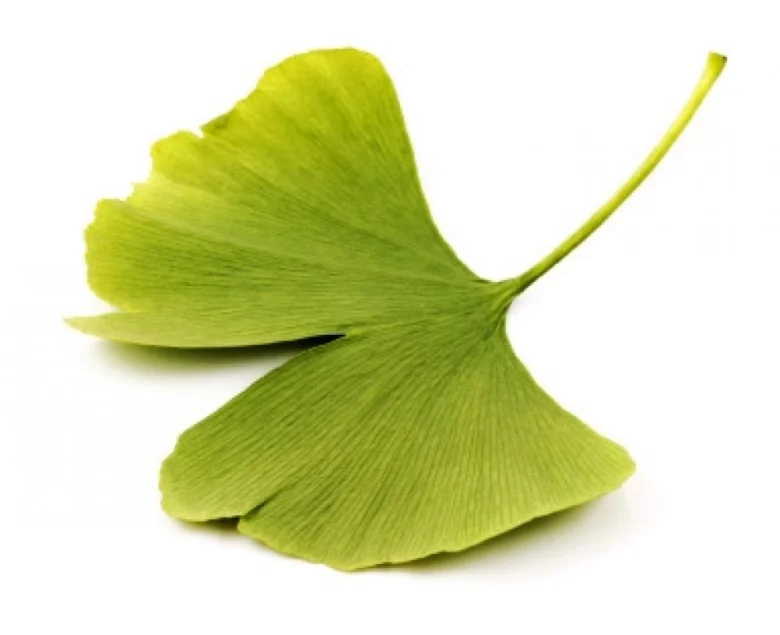 List ginkgo biloba na bílém pozadí
