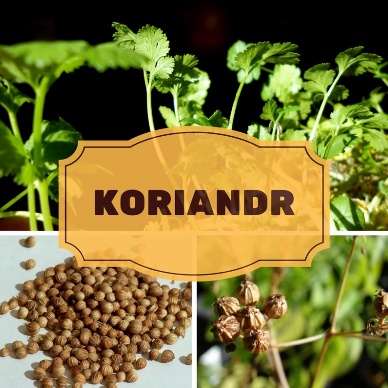 Koriandr setý – listy, semena a plodnice rostliny