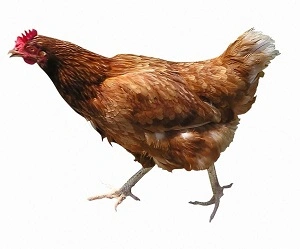 Hnědá slepice stojící na bílém pozadí.