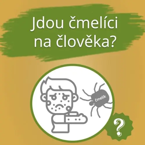 Čmelík se blíží k člověku - ptáte se, jestli vás napadají.