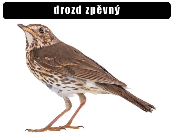 Drozd zpěvný na bílém pozadí, profilový pohled