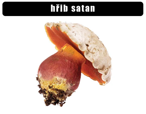 Hřib satan s červenou kapucí a bílými pory