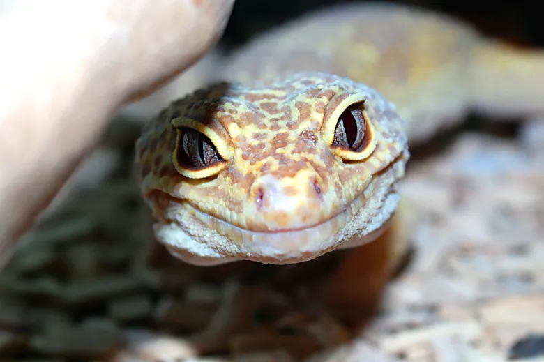 Leopardí gekon s velkýma očima v blízkém záběru