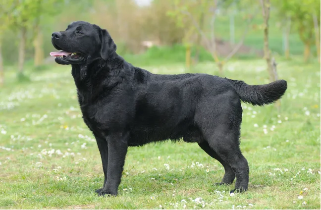 Černý labradorský retrívr stojící na trávníku