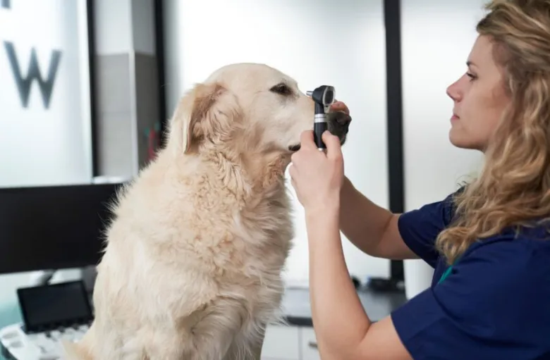 Veterinářka vyšetřuje oči psa pomocí otoskopu