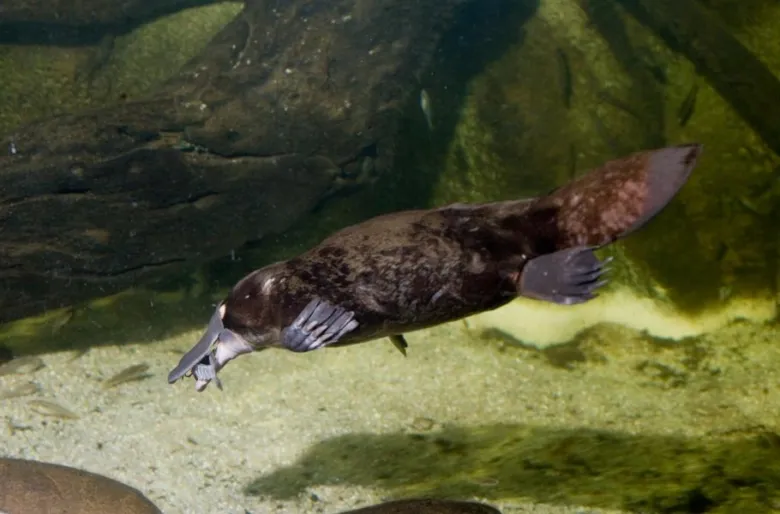 Platypus plavoucí pod vodou s kořistí ve zobáku