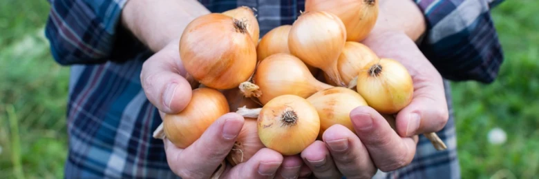 Osoba drží v rukou sběr zralých cibulí na zahradě
