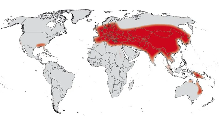 Mapa rozšíření divokého prasete po světě