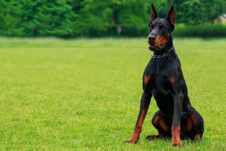 Dobermann sedící na trávníku, pozorný pohled