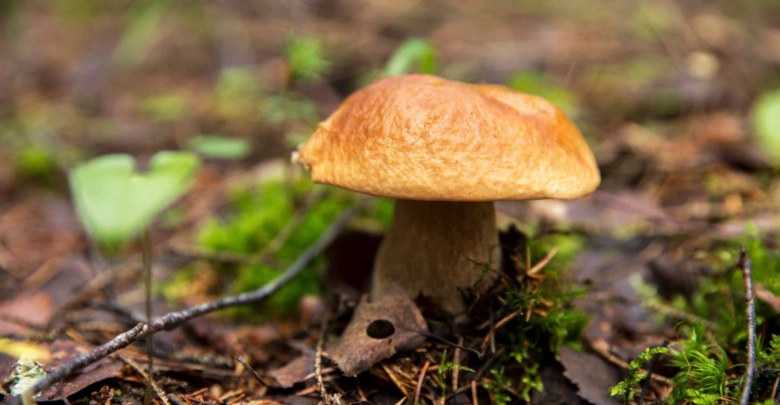 Houba rostoucí v lese mezi mechovými skvrnami