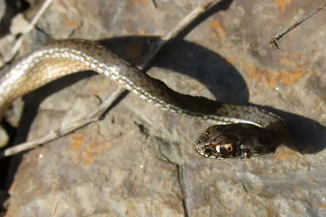 Hladká užovka na skále v přírodě