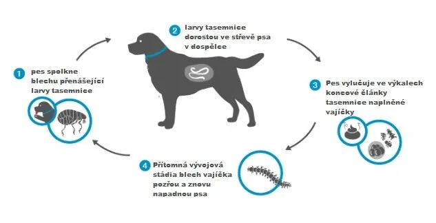 Životní cyklus tasemnice psí: štěně spolkne blechu, larvy dorůstají ve střevě, vylučují se vejce a opět napadají psa