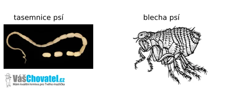 Tasemnice psí a blecha psí – příčina infekce