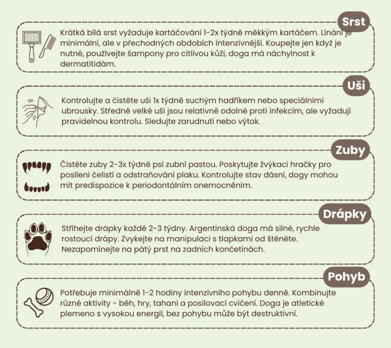 Infografika s tipy na péči o argentinskou dogu: srst, uši, zuby, drápy a pohyb