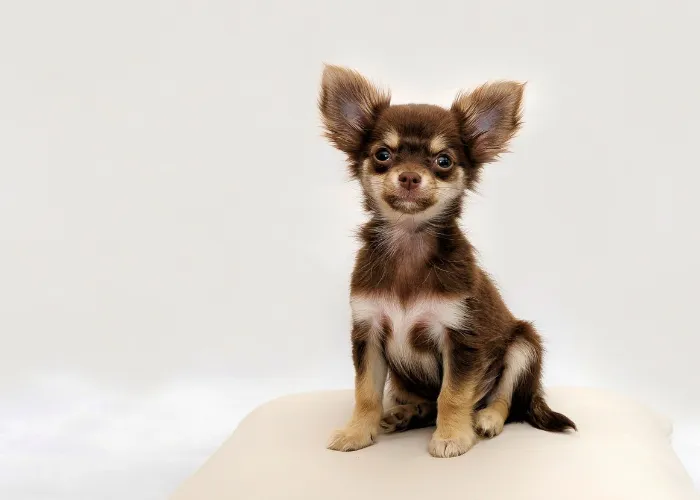 Malý štěně chihuahua sedící na bílém pozadí