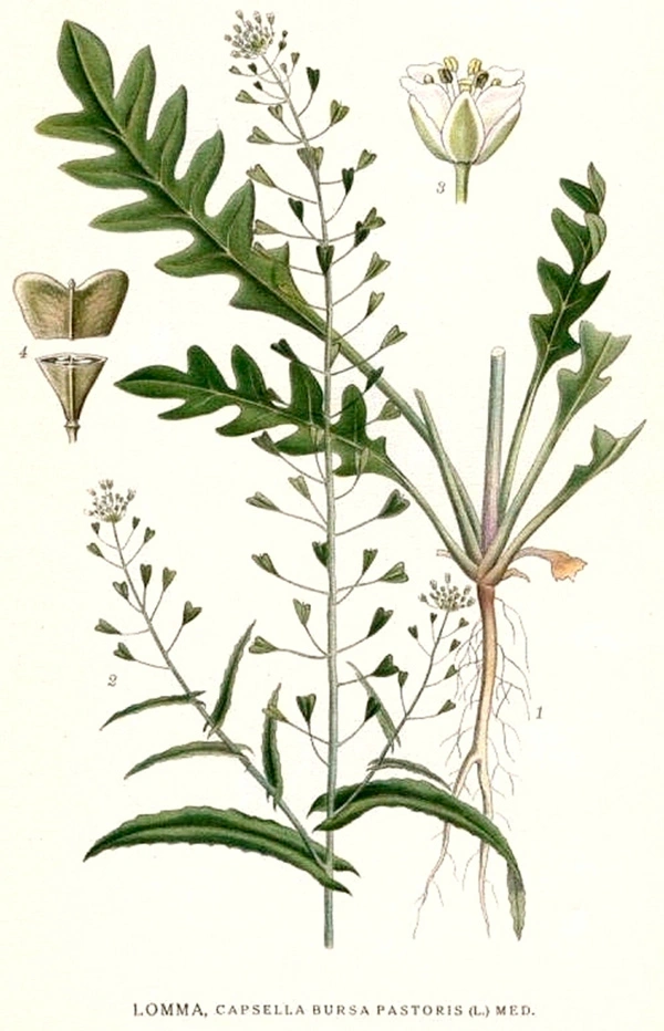 Botanická ilustrace kokošky pastuší tobolky s kořenem, listy a květy