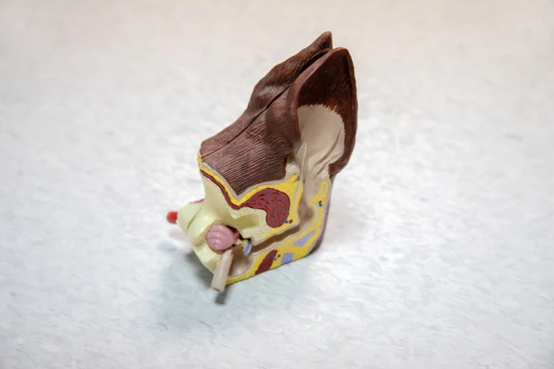 Anatomický model psího ucha s viditelnou střední částí