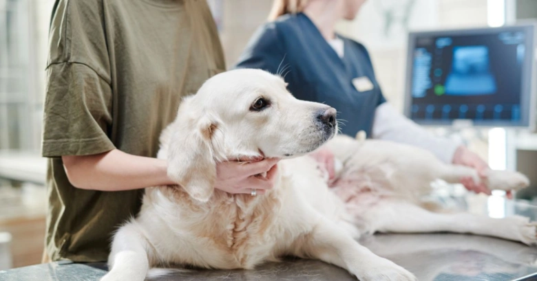 Pes u veterináře během vyšetření srdce