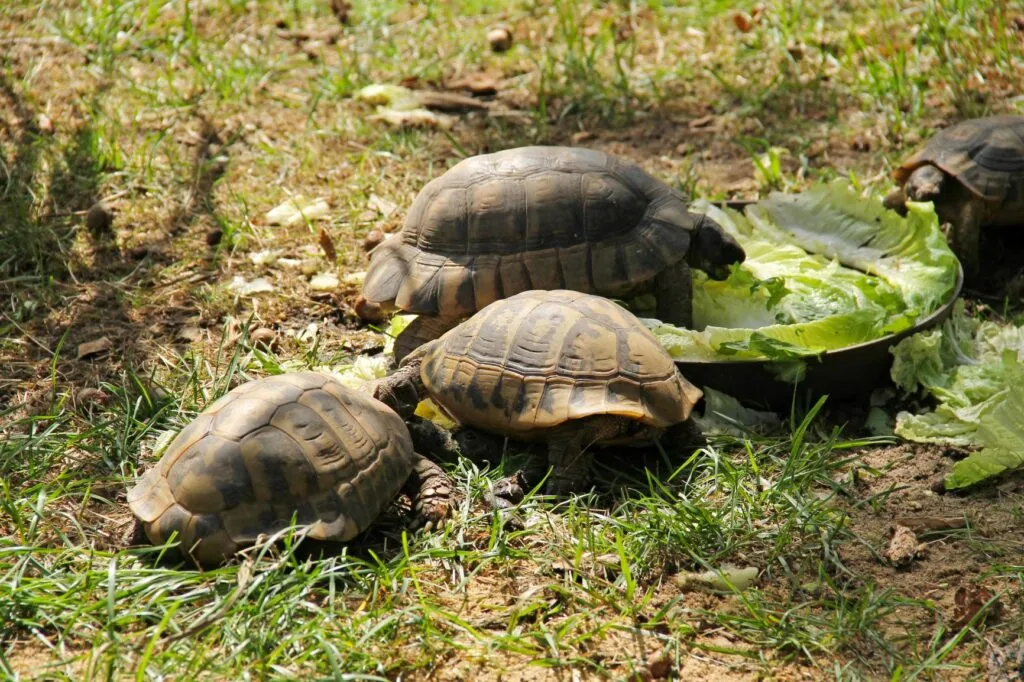 Želvy zelenavé jedí salát na trávníku