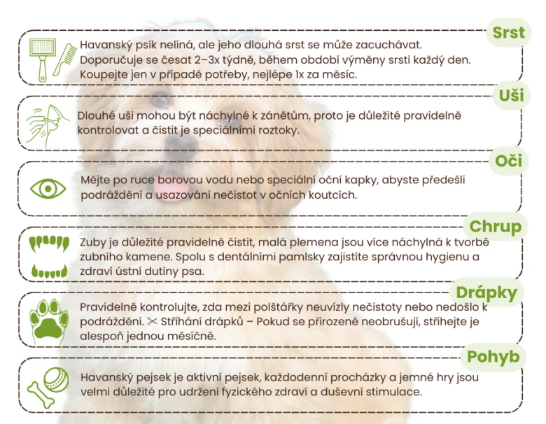 Infografika s tipy na péči o havanského psíka – srst, uši, oči, chrup, drápy a pohyb