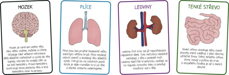 Ilustrace mozků, plic, ledvin a tenkého střeva s popisky funkcí